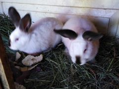 Продам кроликов 4 месяца