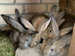 Кролики смесь фландера и чернобурки