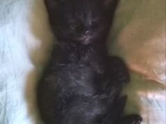 Милый котенок, мальчик, черно коричневый, 2 мес
