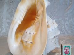 Огромная морская ракушка Cassis Cornuta