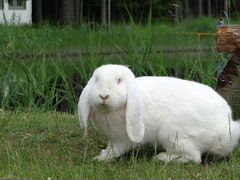 Кролик «белый баран» декоративный