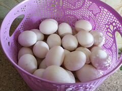 Инкубационное яйцо Андалузской голубой
