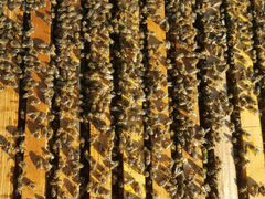 Пчелы для опыления
