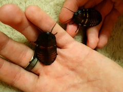 Мадагаскарские шипящие тараканы в добрые руки
