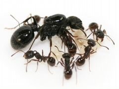 Messor structor (степной муравей жнец)