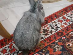 Кролик 8 месяцев