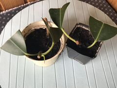 Фикус каучуконосный(Ficus elastica), детки черенки
