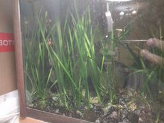 Трава в аквариум