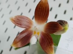 Орхидея фаленопсис specioza coffee