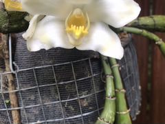 Орхидея Хизис