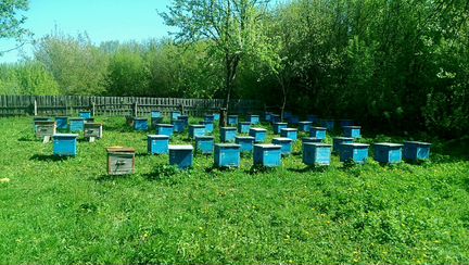 Пчелосемьи,Пчелопакеты