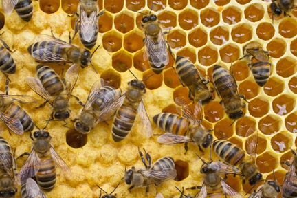 Продам пчёлосемьи и пчёлопакеты 3+1