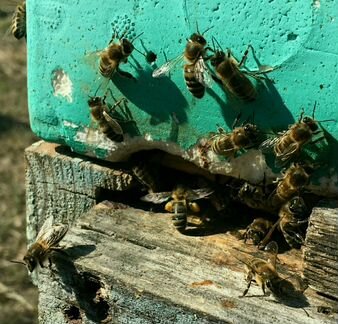 Среднерусские пчелы