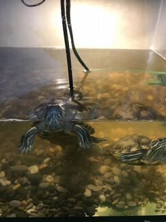 Отдадим в дар красноухих водных черепах