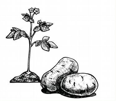 Агроном-семеновод