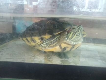 Черепаха с аквариум ом, мясокомбинат