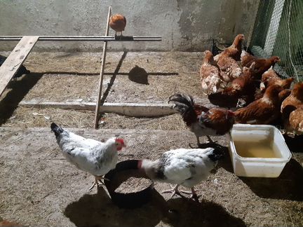 Цыплята лакеданзи, черная московская и инкубационн