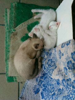 Котята от Сиамской и Ангорской кошек