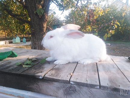 Кролики обмен на орех