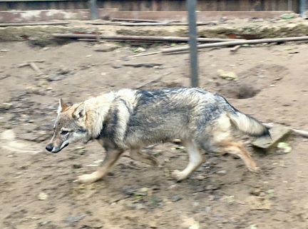 Волчак чехословцкая волчья собака Бенеш