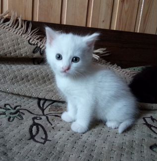 Котенок белый