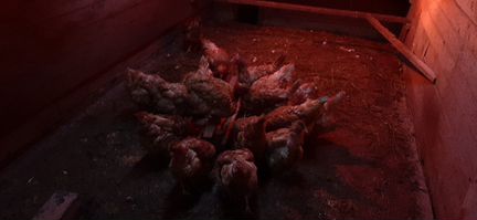 Курицы 1.5 года