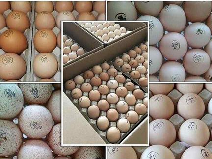 Инкубационное яйцо всех птиц