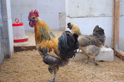 Цыплята Лакендази,Мехеленская кукушка,Ливенская