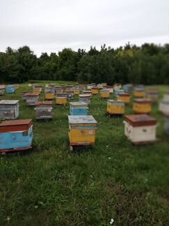 Продам пчелосемьи после откачки меда
