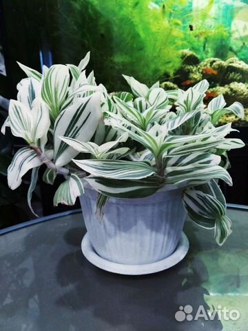 Традесканция комнатное растение