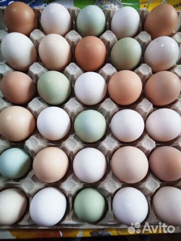 Яйцо инкубационное,Цыплята смешанных пород