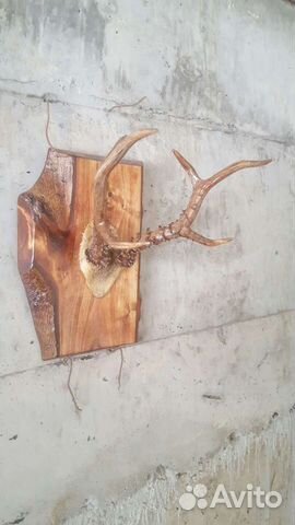 Продам рога косули на красивом срезе