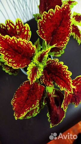 Сортовые колеусы