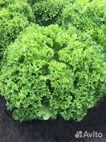 Семена Салата 