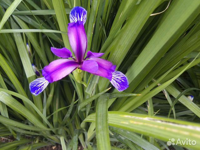 Саженцы цветов