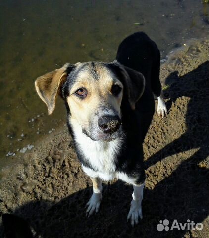 Собака Лайа, 3 года, помесь