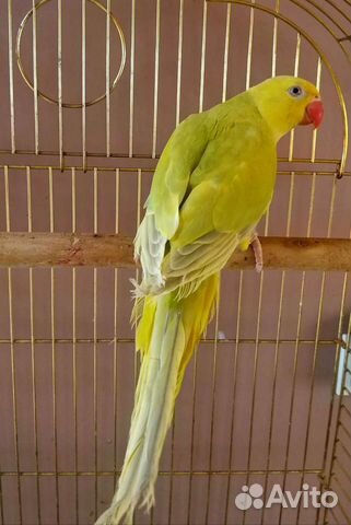 Ожереловые попугаи птенцы