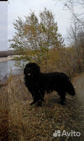 Пряжа из собачьей шерсти Ньюфаундленд