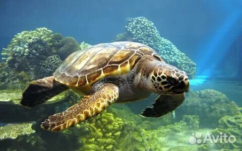 Постеры на холсте дельфины и черепаха 60х40