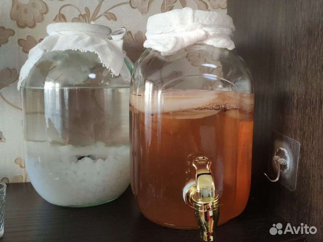 Индийский морской рис, чайный гриб-зооглеи