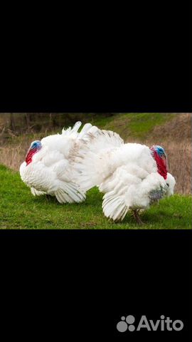 Индюшата Биг 6 и Хайбрид белая широкогрудая 15 мая