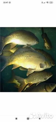 Речная рыба