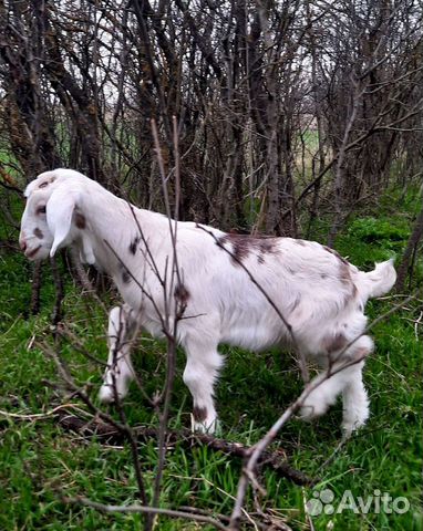 Процентные нубийские козочки