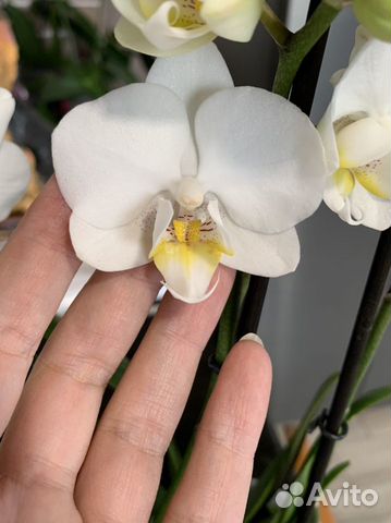 Орхидея фаленопсис мультифора