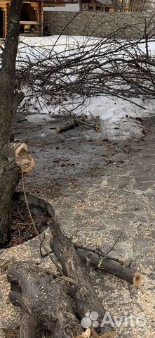 Ветки опил яблони, груши