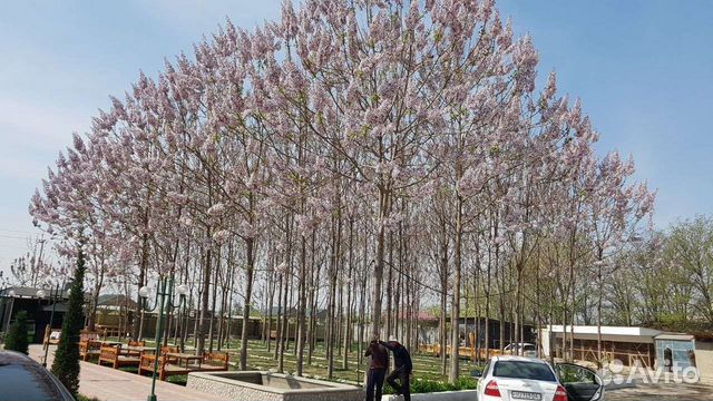 Павловния Шан Тонг