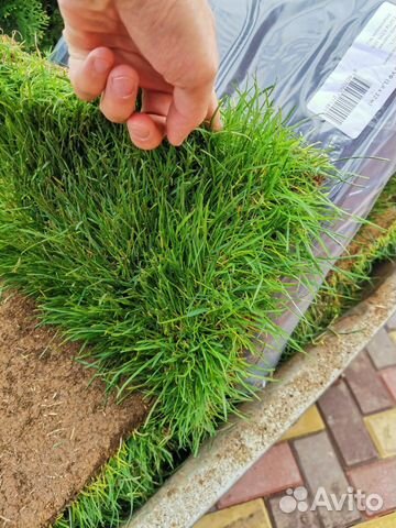 Рулонный газон под ключ