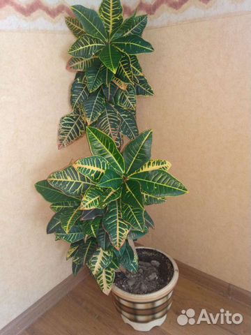 Кротон большой