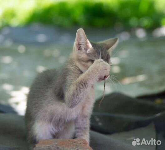 Абиссинские котята