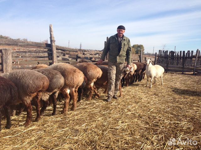 Гиссарские овцы купить на Зозу.ру - фотография № 5